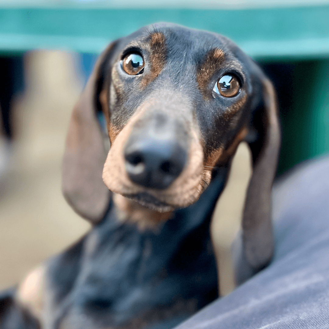 Rozi, a dachshund at Copyfolio, the boss of belly rub negotiations.