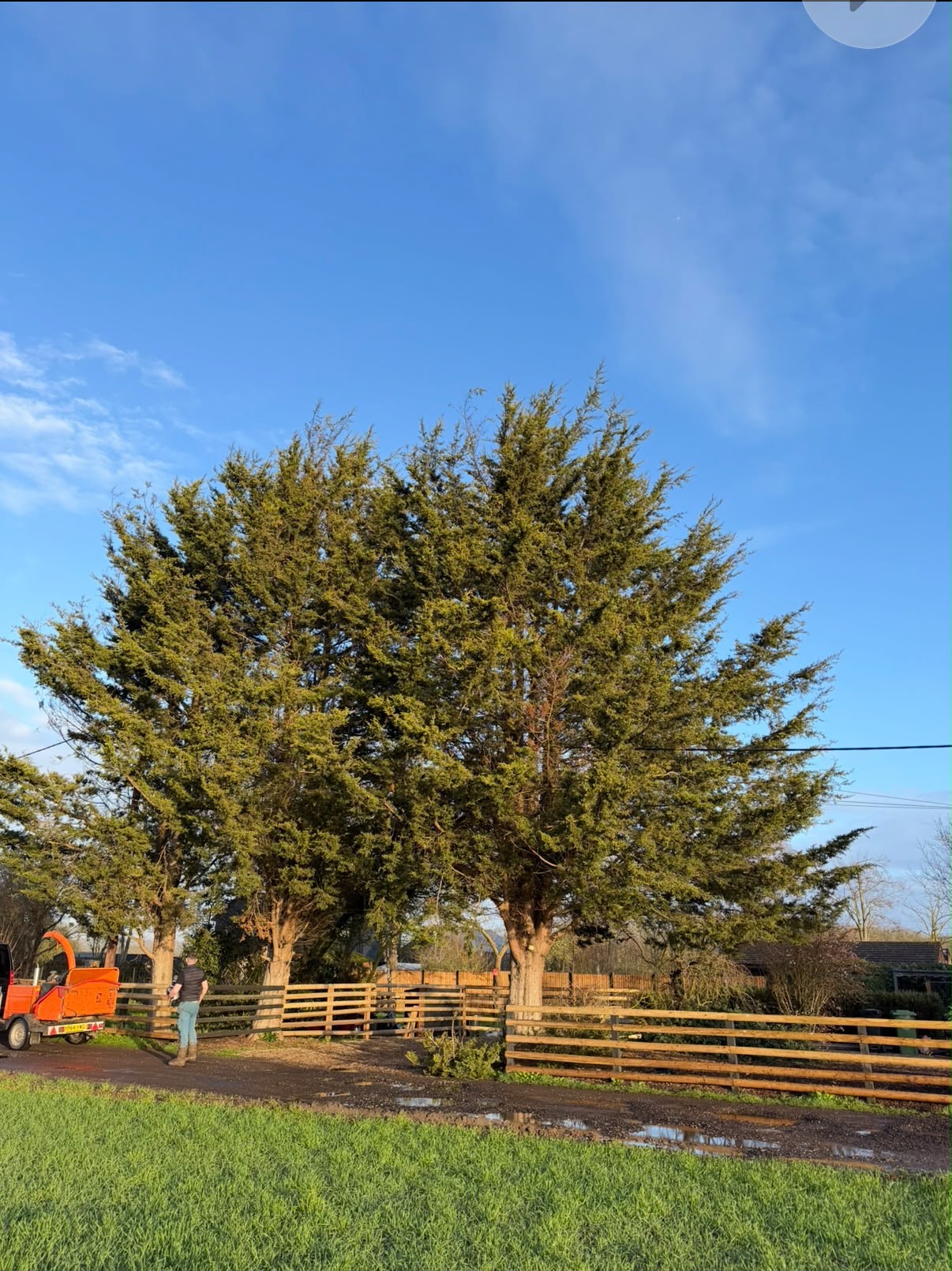 man in orange shirt sitting on tree branch