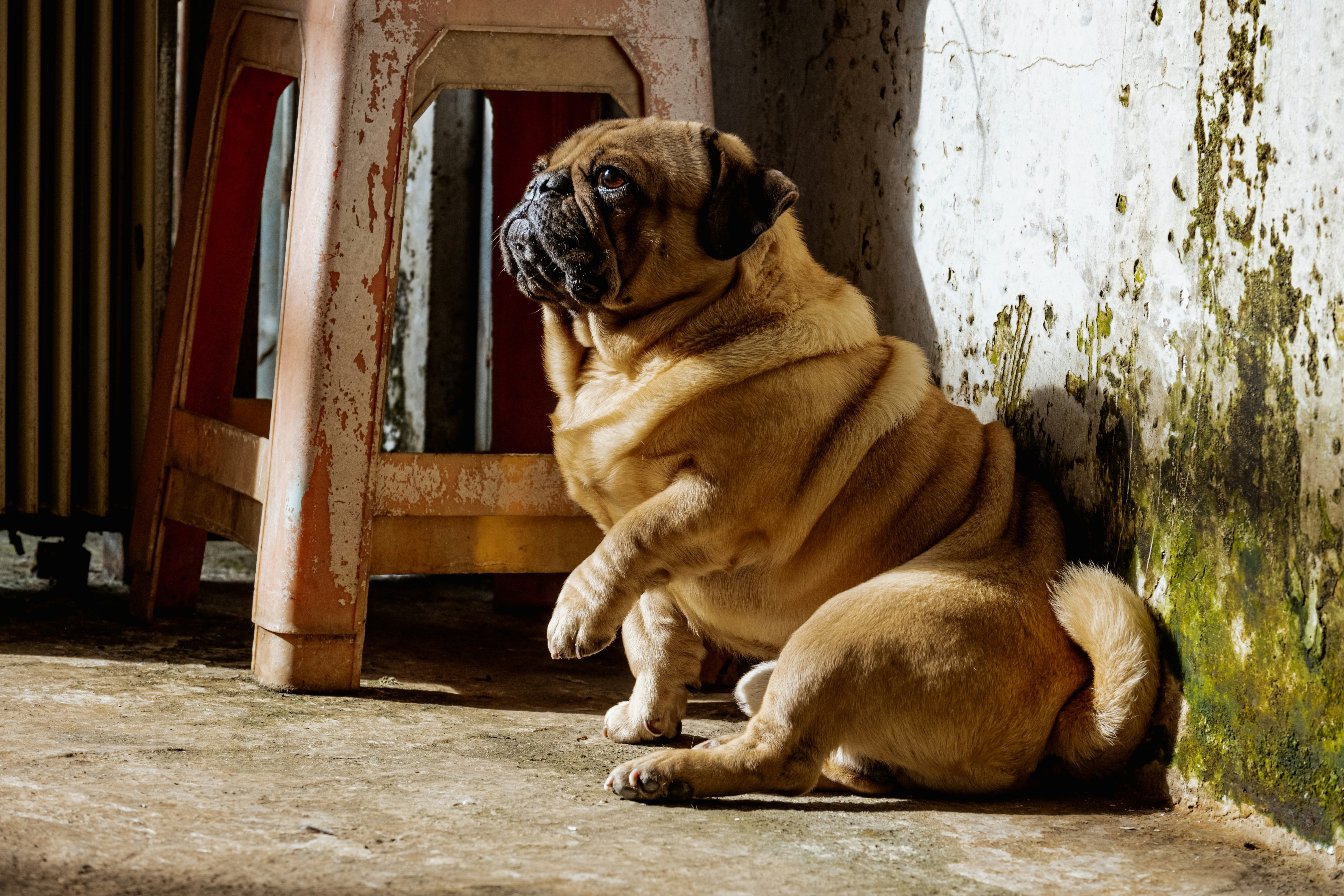 Obese Pug, Photo by An Nguyen