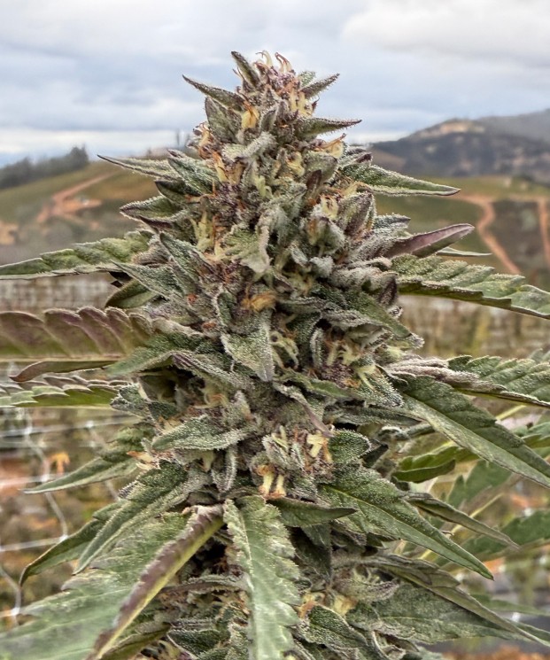 Durban Cookies ECCO Certified Exotic Cannabis Flower Noble Pacific