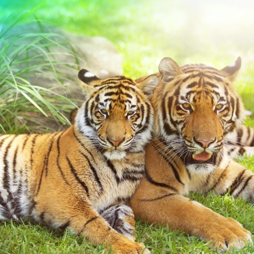 Dreamworld Gold Coast