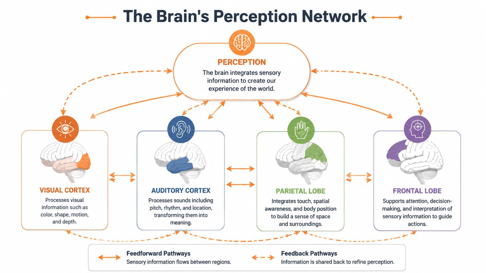 A diagram illustrating the brain's perception network, showing sensory pathways between the cortex, parietal, and frontal lobes.