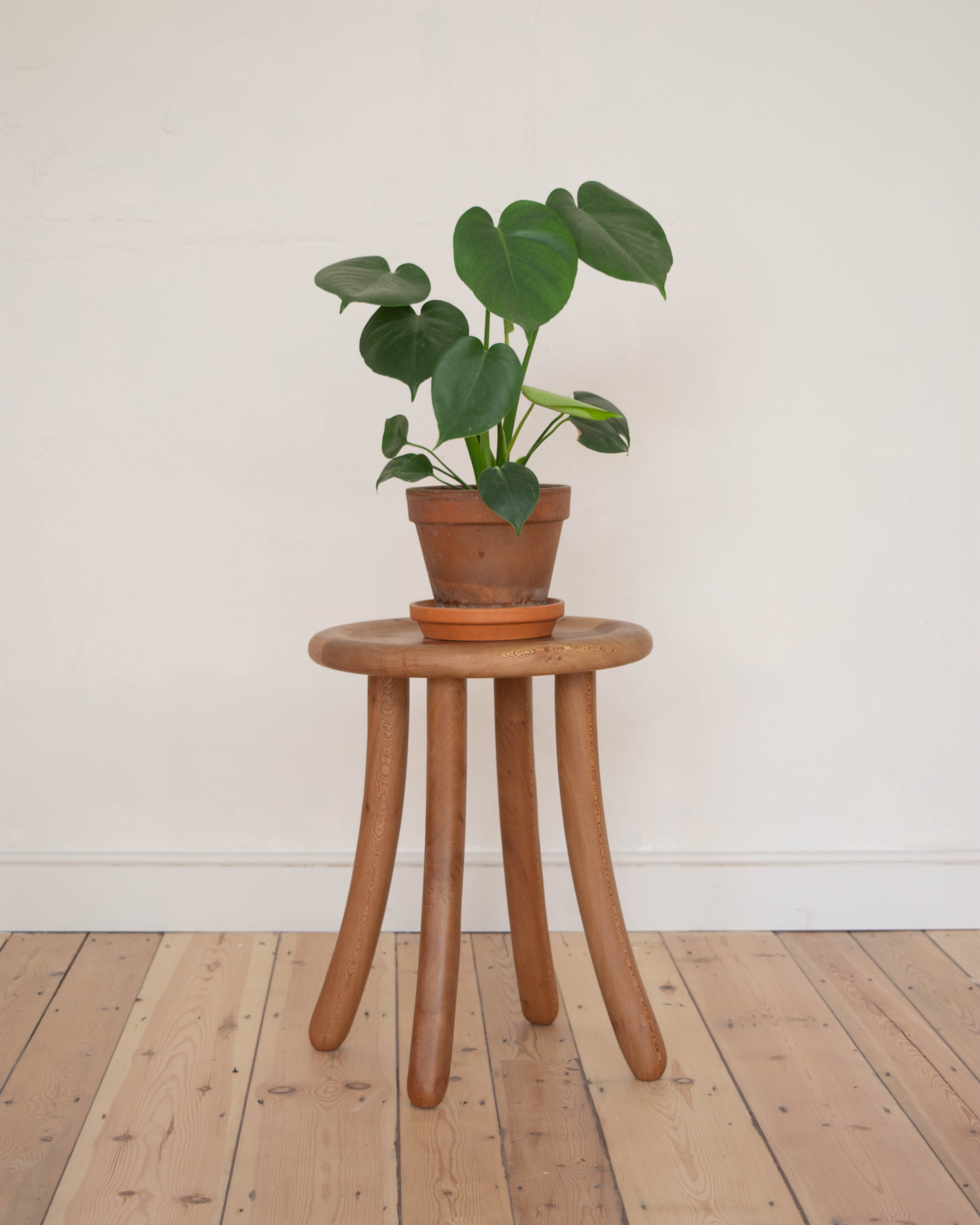 Potted plant on a wooden curved Luneta stool side table against a white wall.