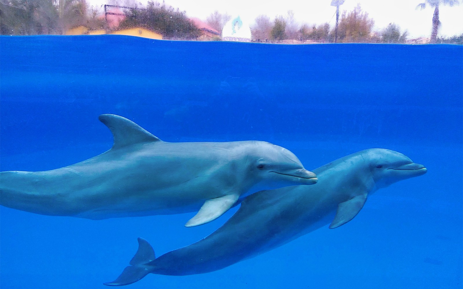 Delfiner svømmer ved Selwo Marina, Benalmádena.