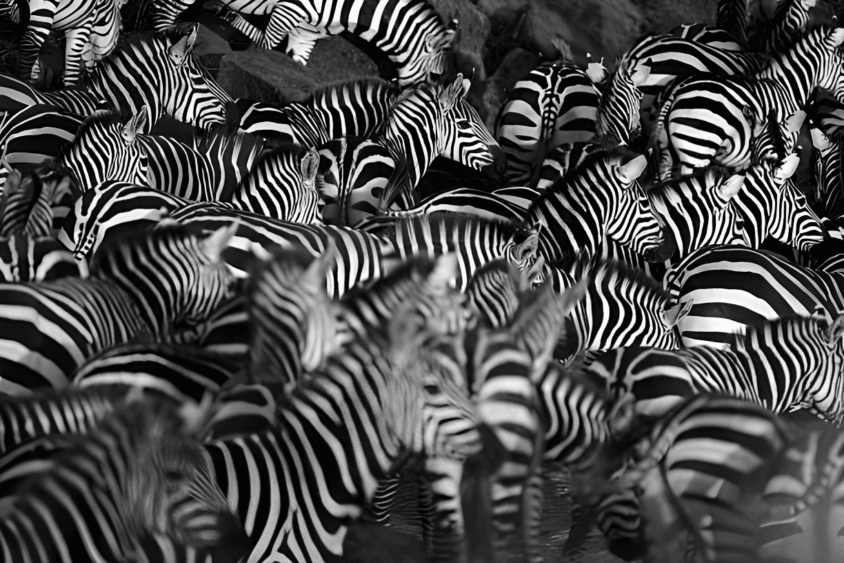 Black and White photograph of a herd of zebras