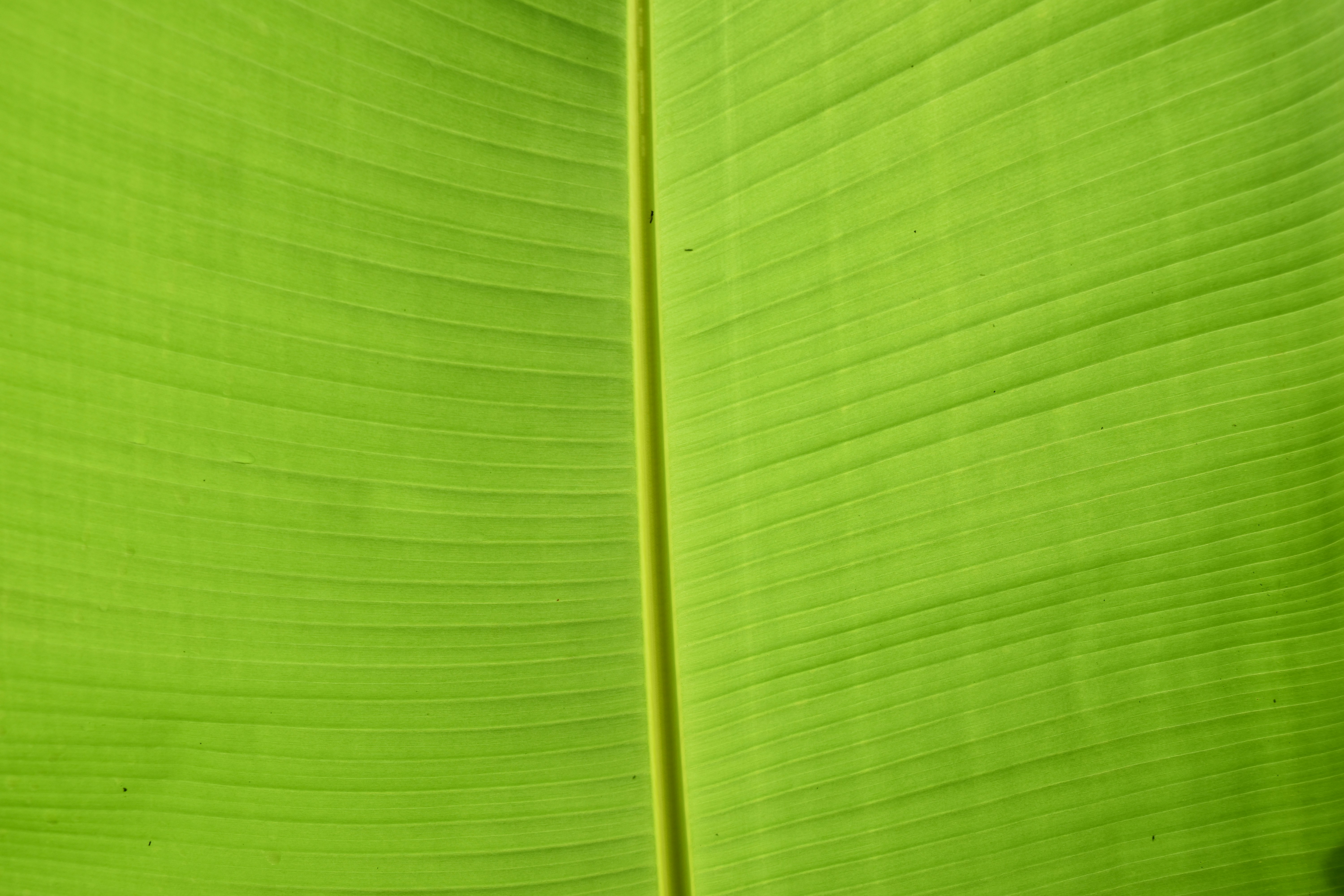 Green leaf