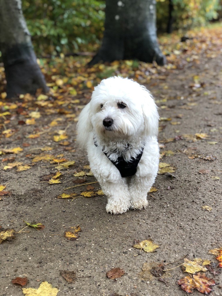 Find en delehund eller delefamilie hos LuckyDogs