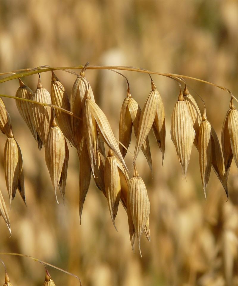Pianta e chicchi di avena