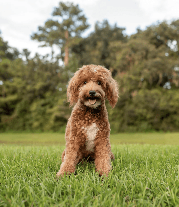 A curly-haired apricot dog sitting on grass with trees in Charlotte