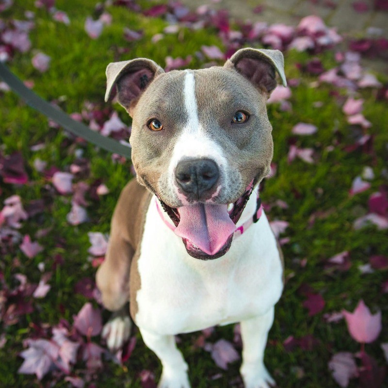 Gray and white pitbull