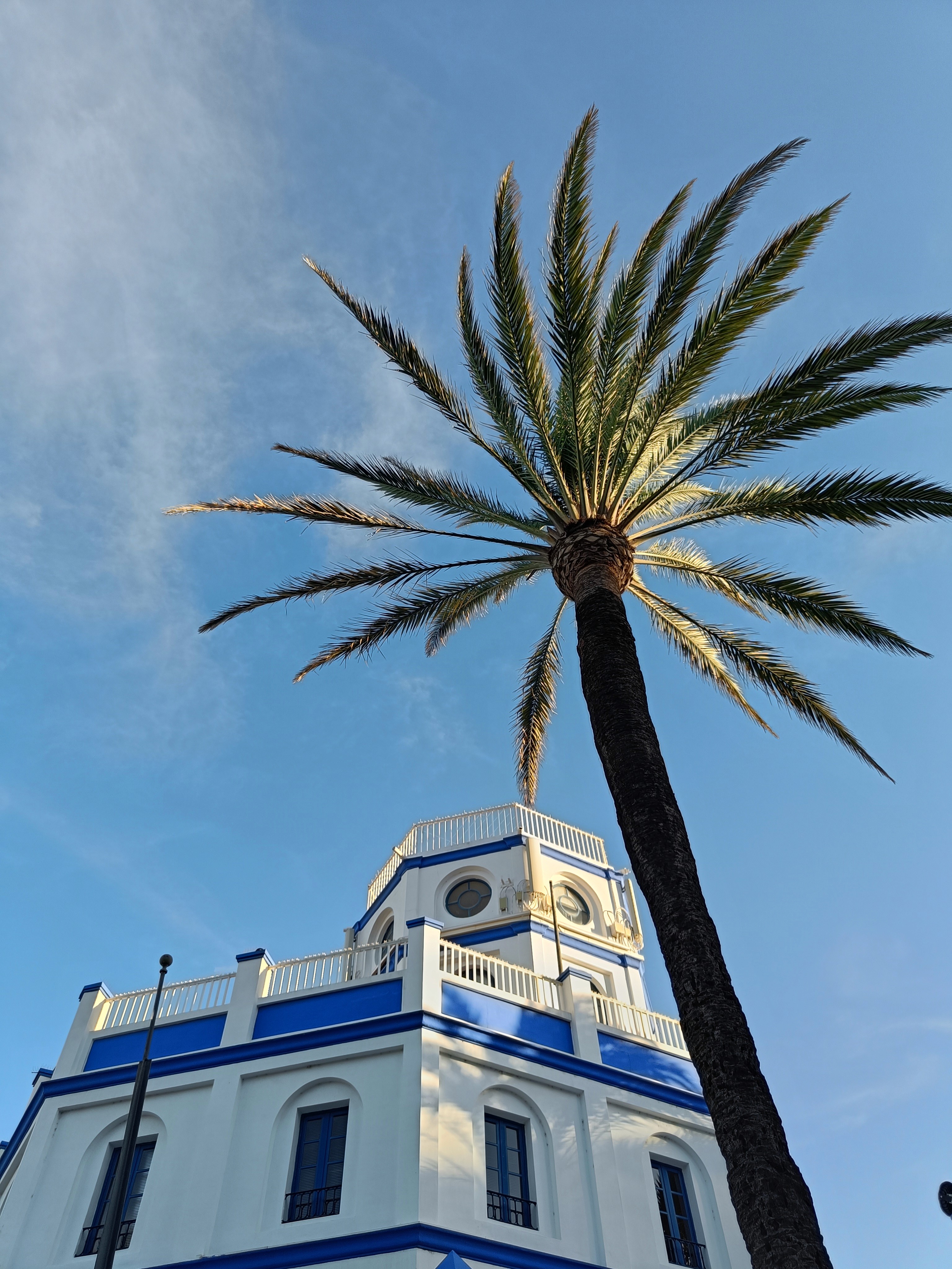Palm tree with a bright blue sky behind it.