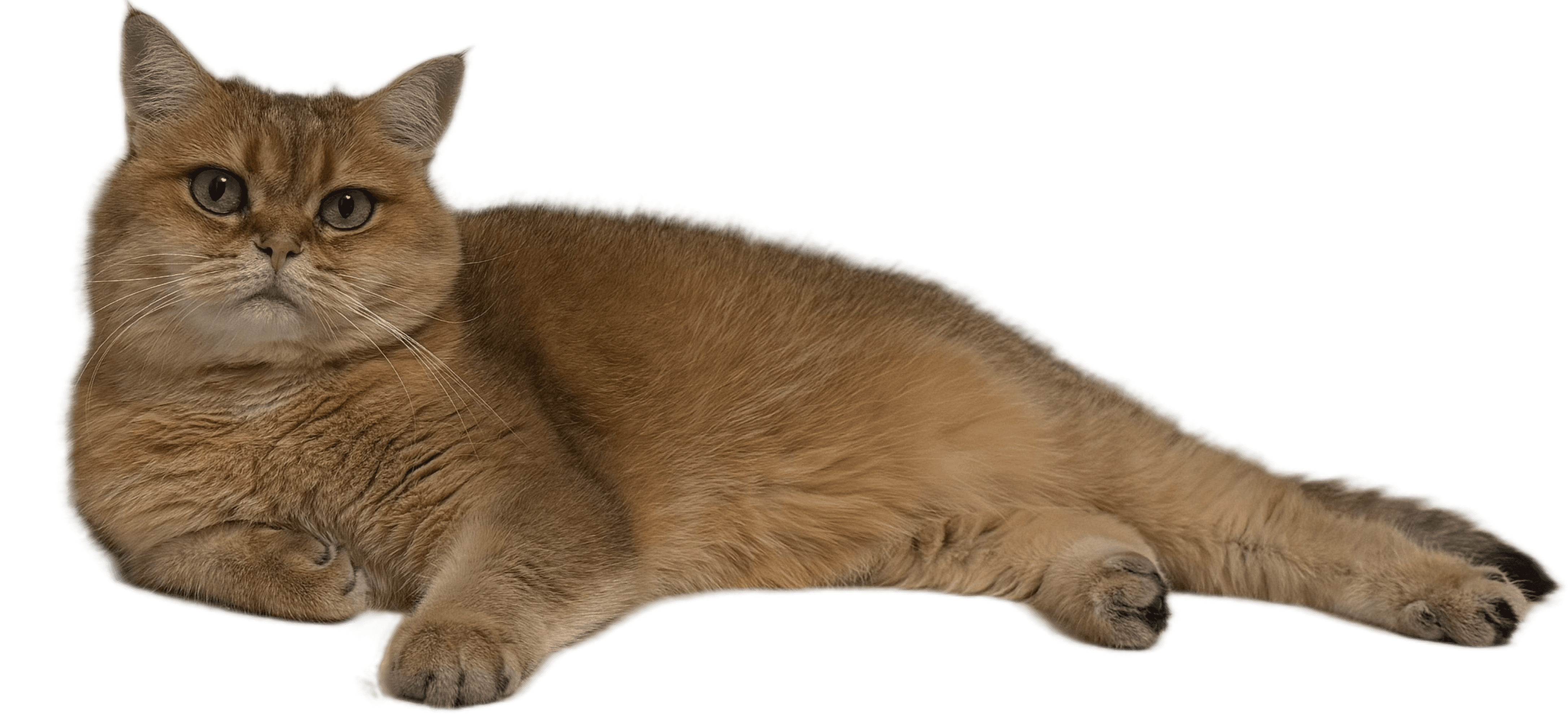 the cat
