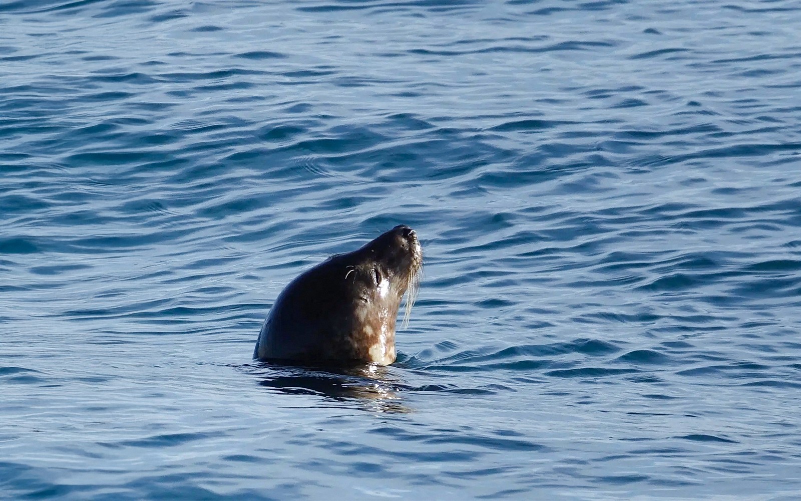 Seal emerging from the ocean during a whale watching tour in Reykjavik.