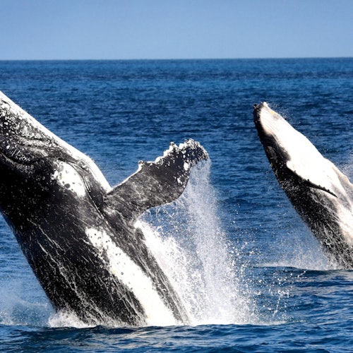 Two humpback whales breaching out of the ocean under a clear blue sky.