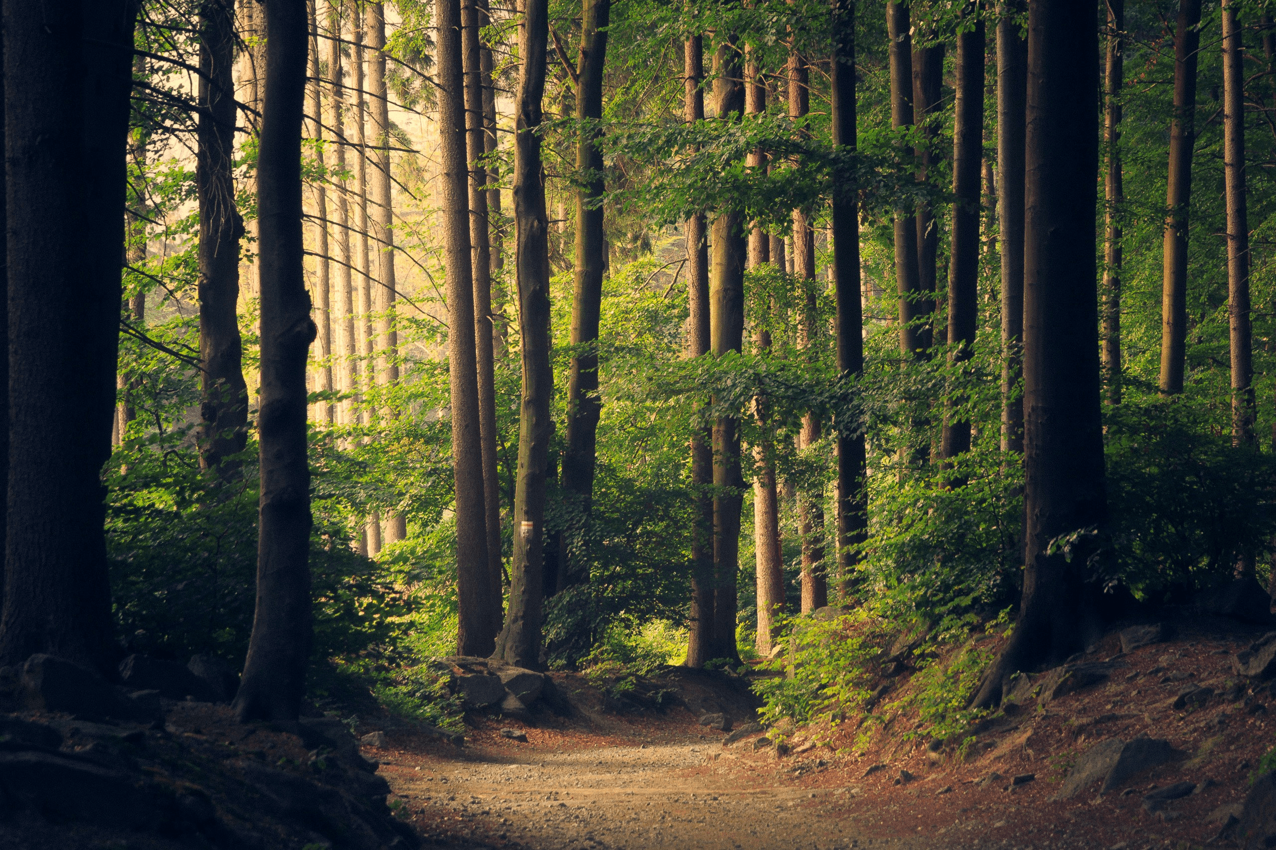 Nature Escape
