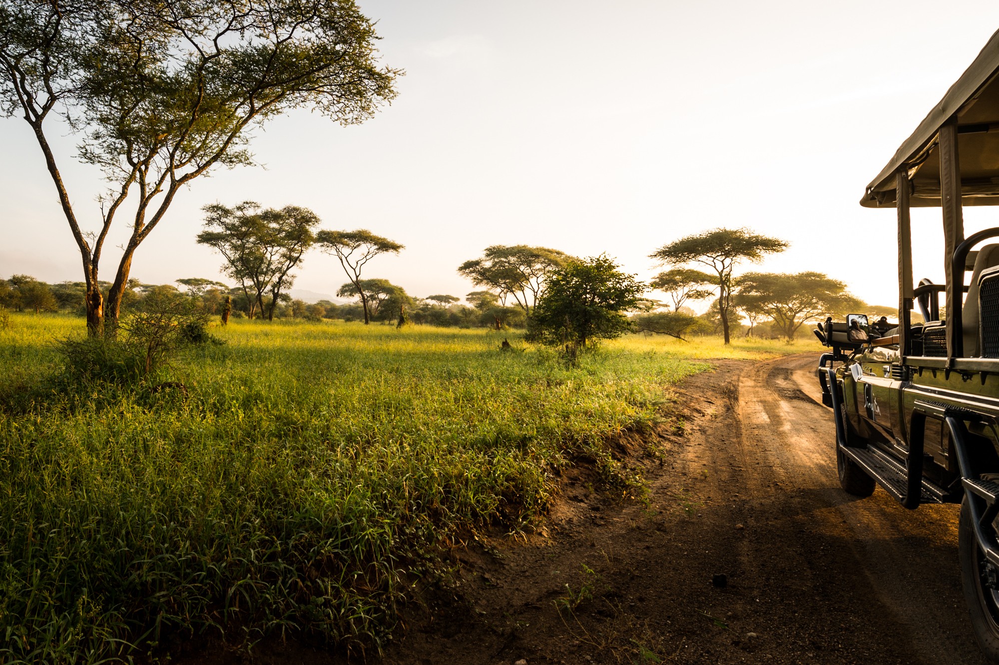 A game-drive track winding through green plains at sunrise