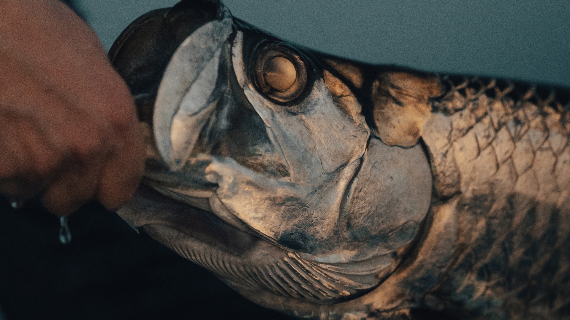 Closeup of a tarpon head being held by a human hand. Warm sunset lighting is reflected in the eyes and scales of the fish.