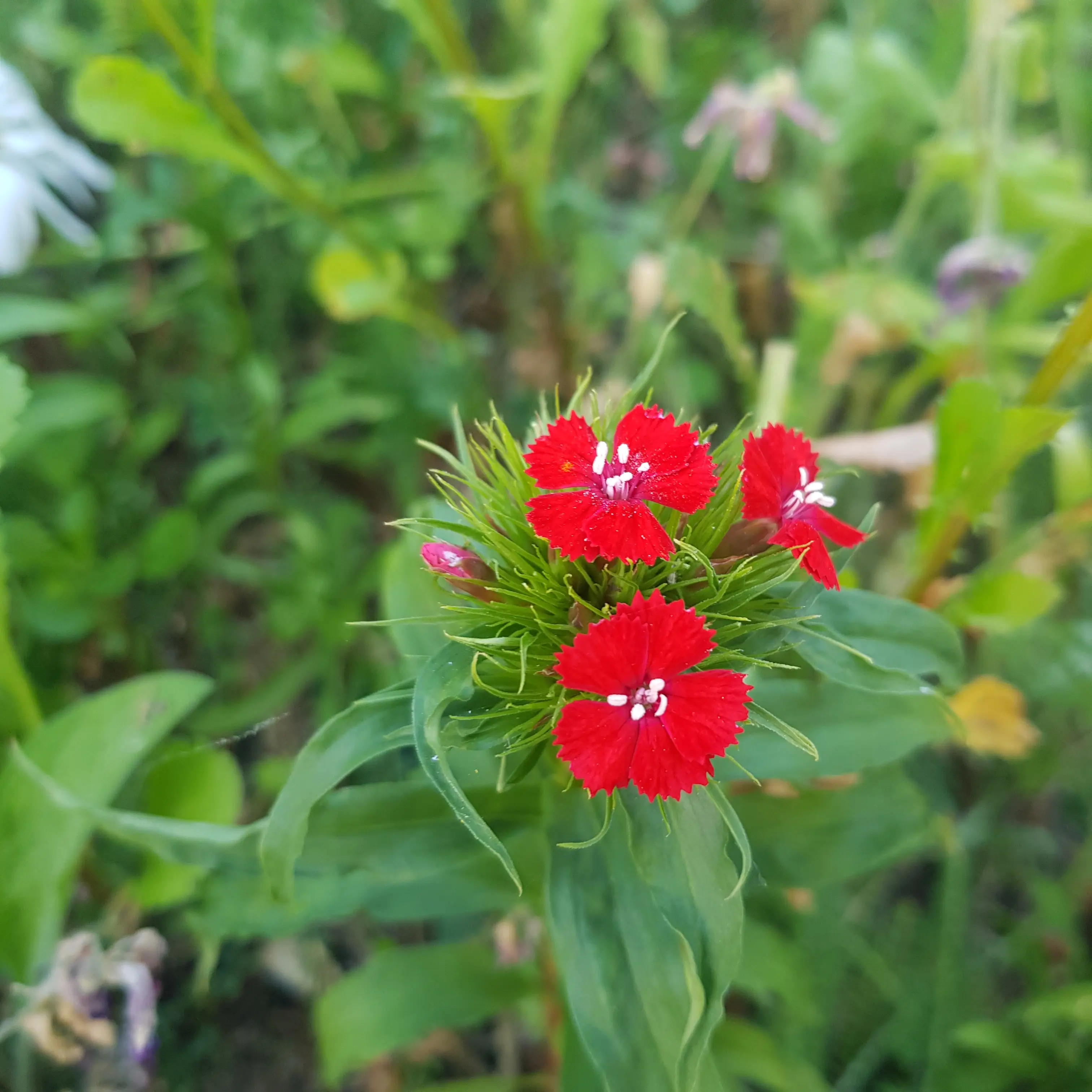 Bright red flowers bloom amidst lush green foliage.