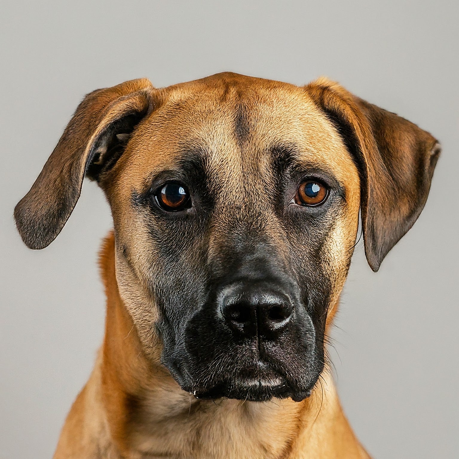 BUDDYUNO, Black Mouth Cur