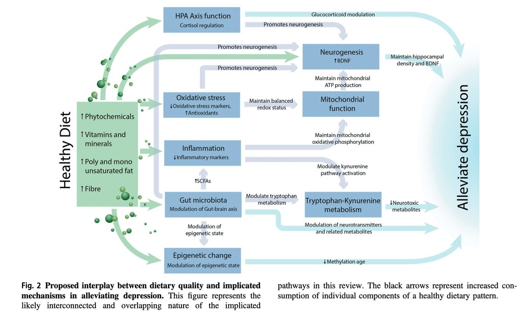 Proposed interplay between diet and depression