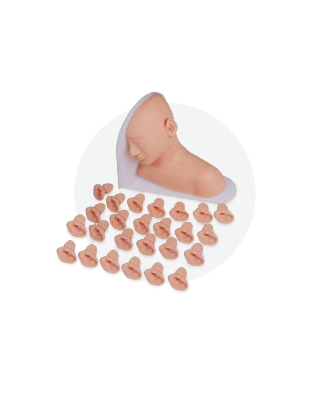 Ear Examination Model