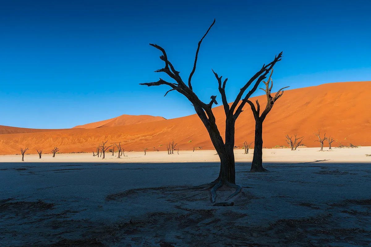 Arbol petrificado en Deadvlei (Namibia), durante un viaje de Namaste Photo Tours