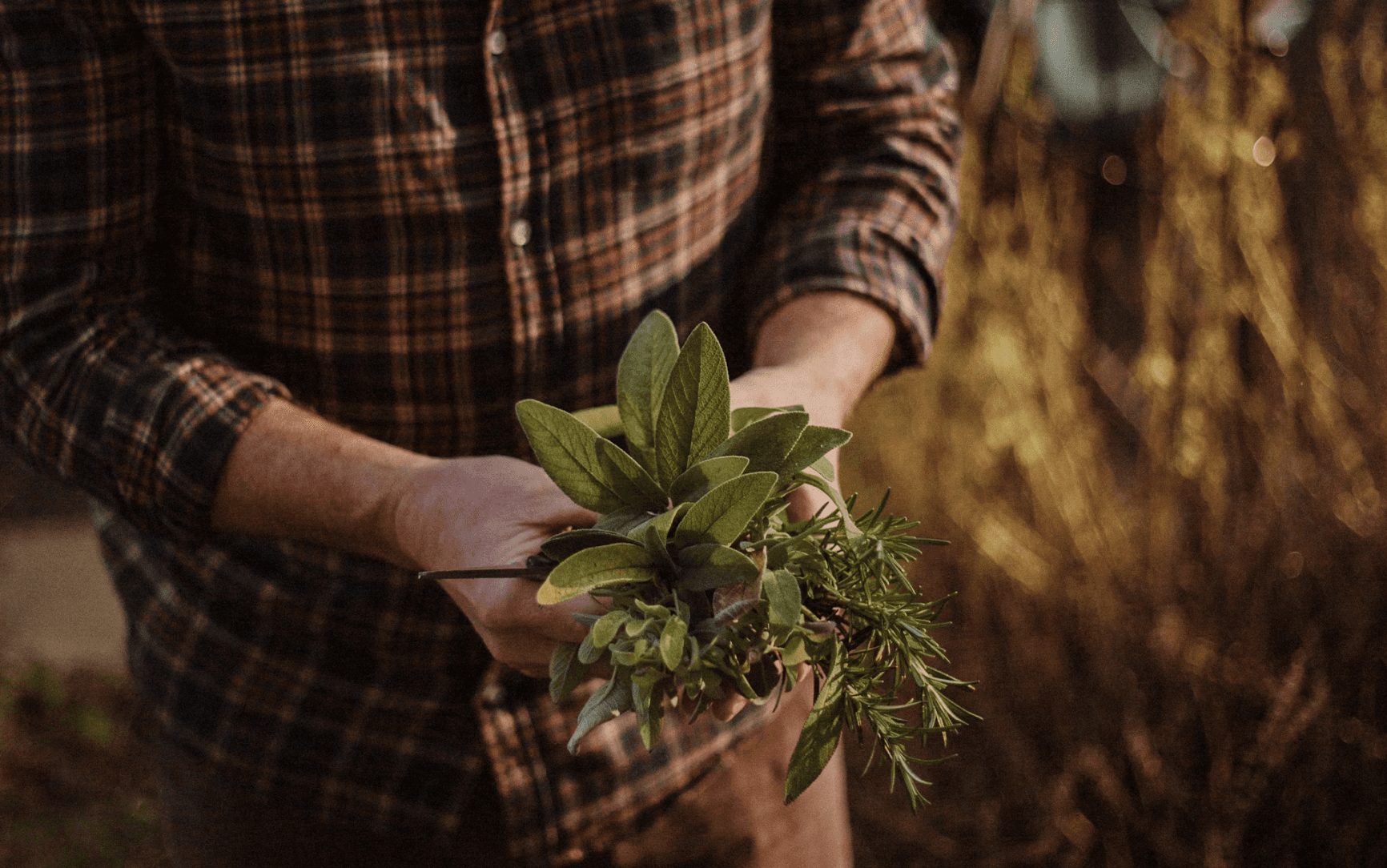 A person in a plaid shirt holds fresh green plants with soil, surrounded by a rustic outdoor setting.