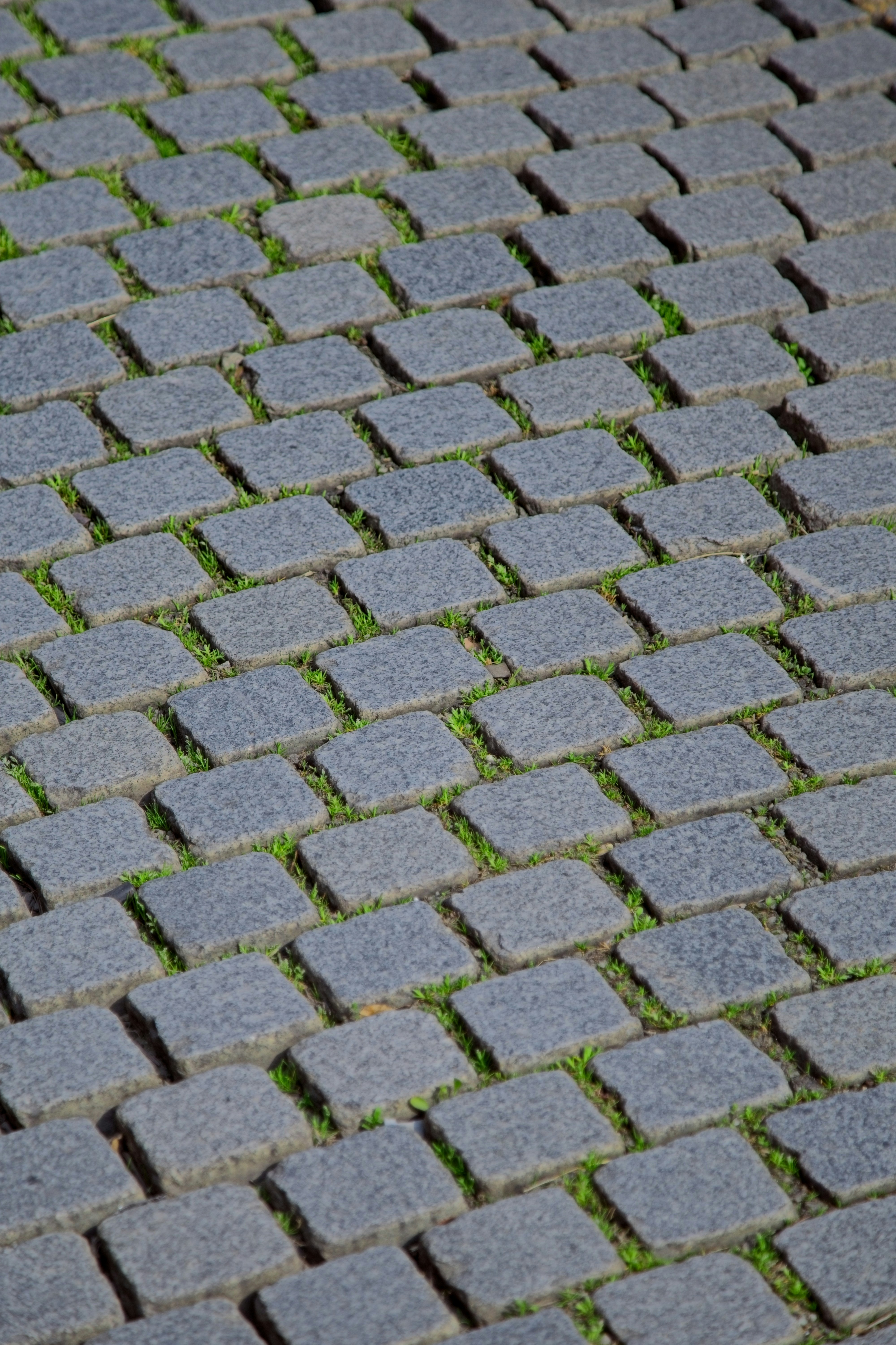 Cobblestone path with grass growing between stones.