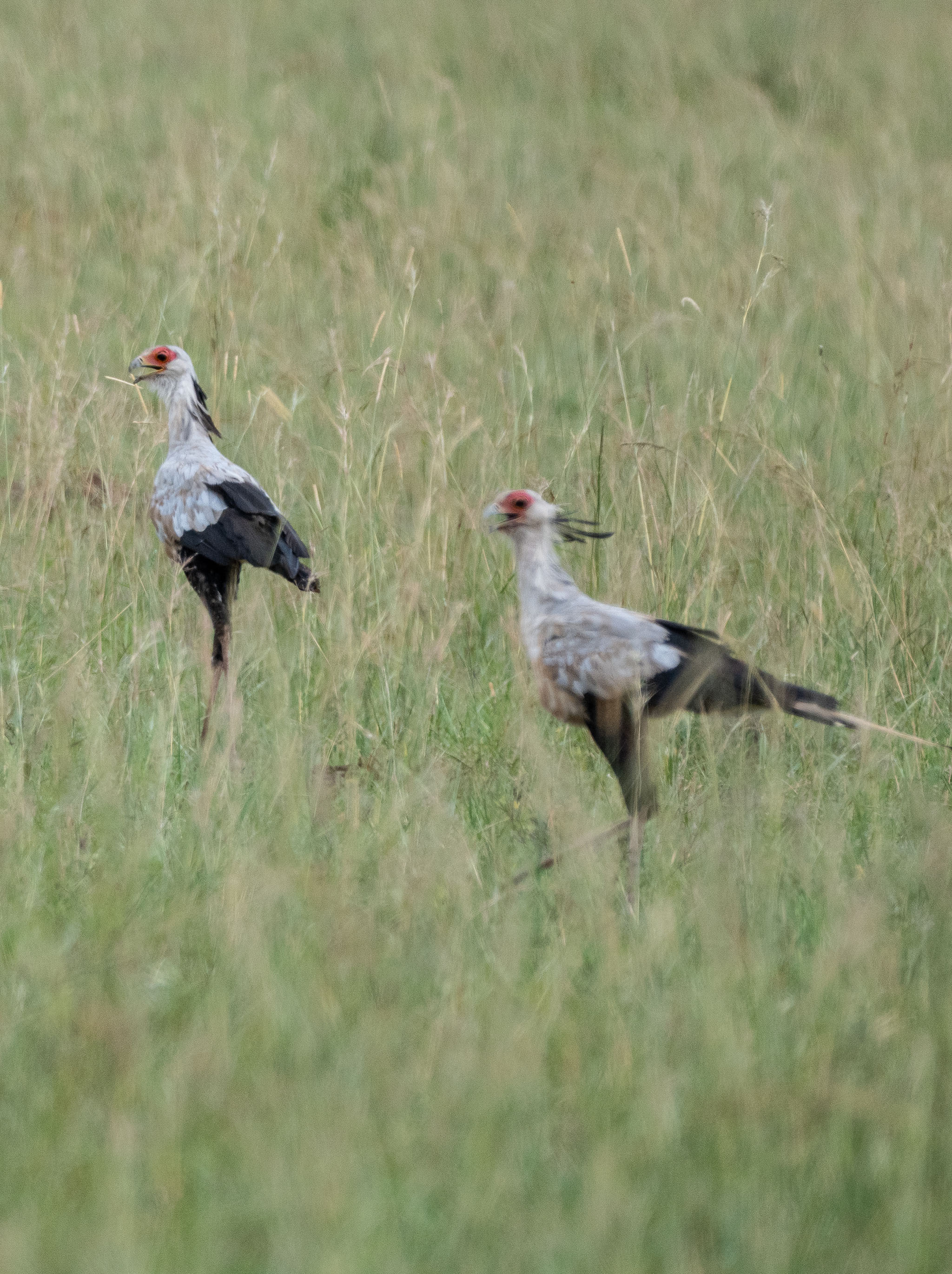 Secretary Birds in Kidepo_Kakine Circuit