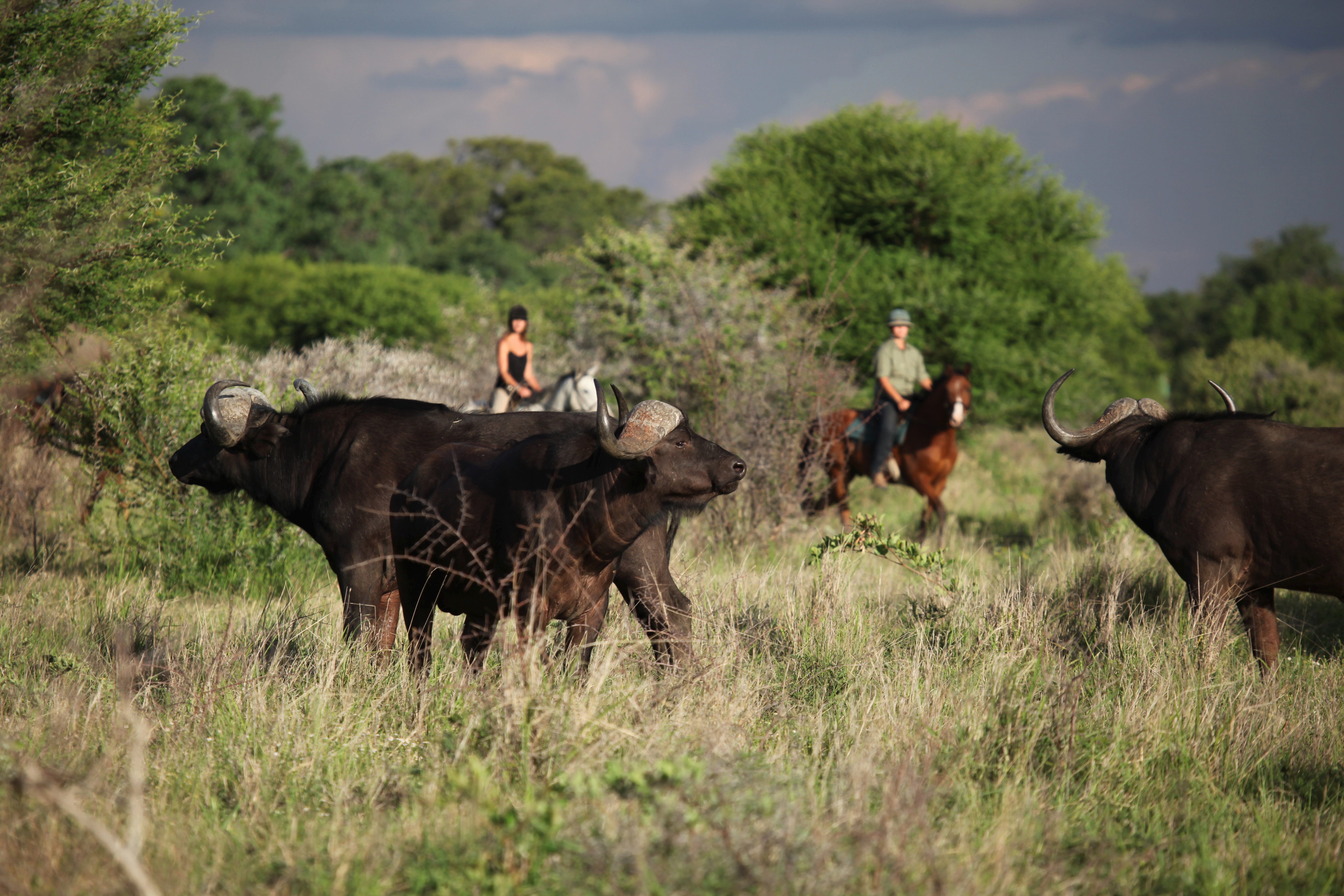 Grupp av ryttare på ridresa i Afrika galopperar över Serengetis vidsträckta slätter medan damm och gnuhjordar rör sig över horisonten under the great migration.