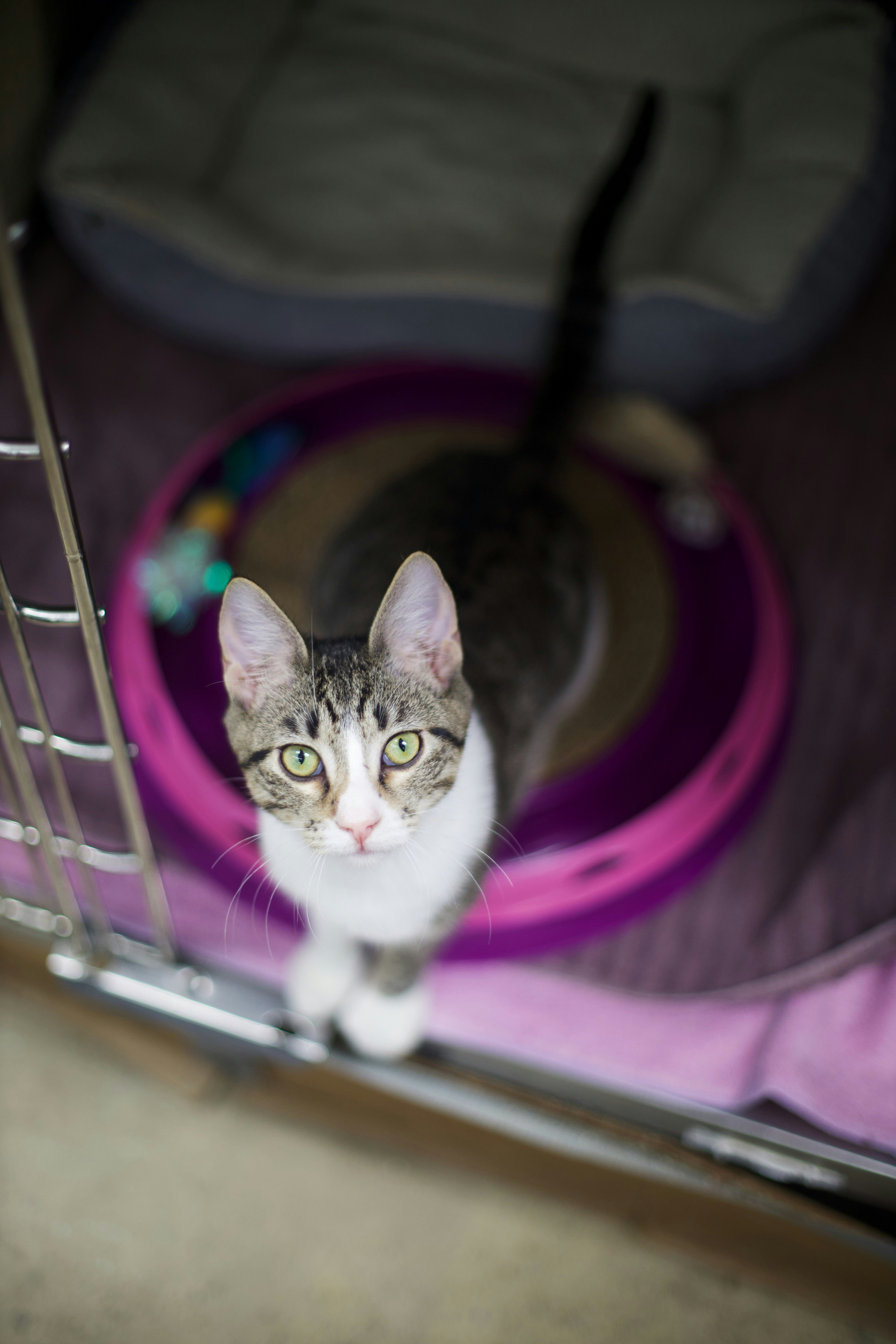 A tabby kitten sits in a cage with toys.