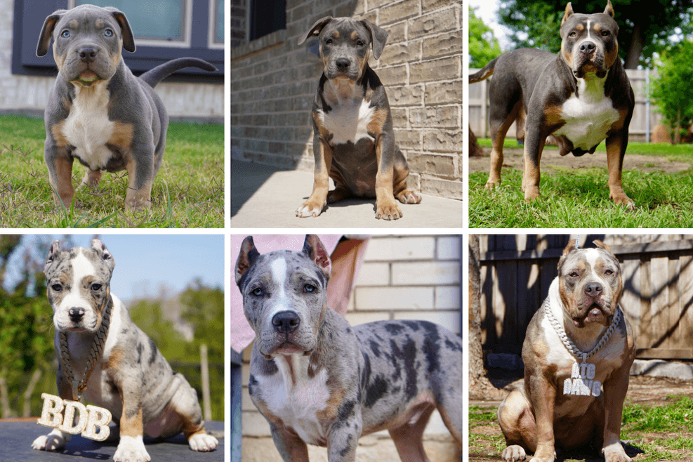 A collage of a dog

AI-generated content may be incorrect.