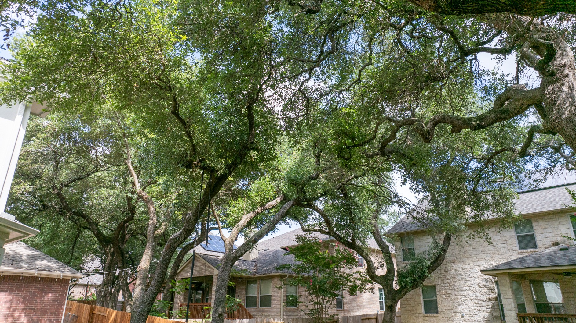 large group of oak trees with green leaves and 2 houses