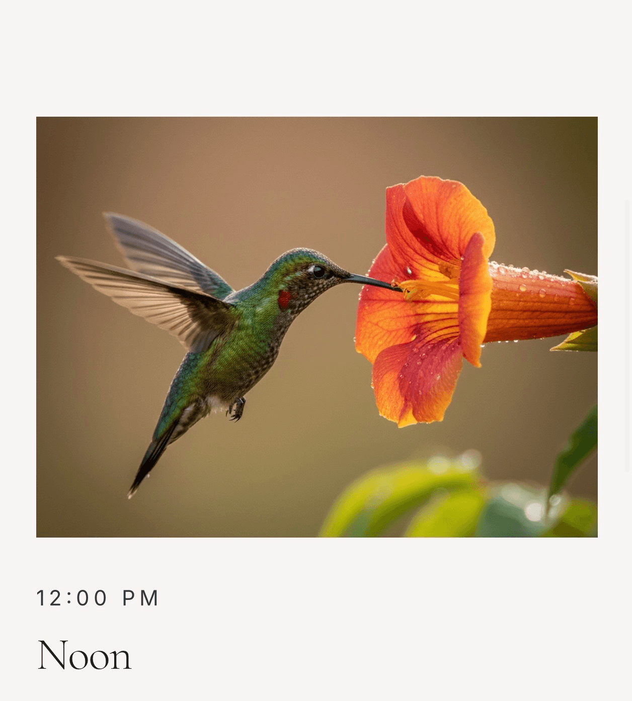 Hummingbird hovering beside an orange flower above the words “12:00 PM Noon.”
