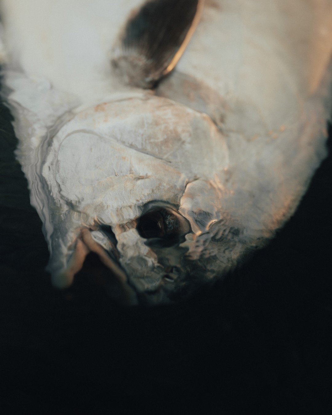 Top down shot of a submerged permit head