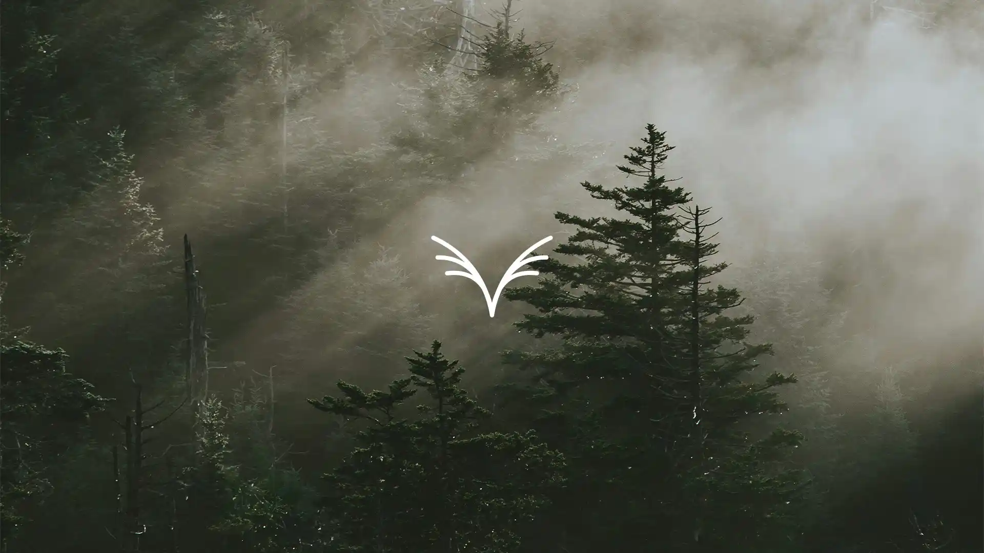 Waldlandschaft mit Nadelbäumen im Nebel, weiches Licht zwischen den Bäumen, reduziertes weißes Logo mittig