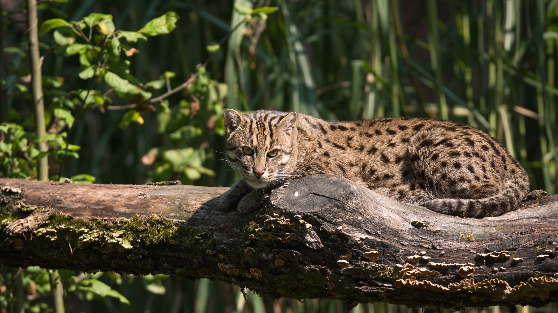 wild cat swimming in body of water