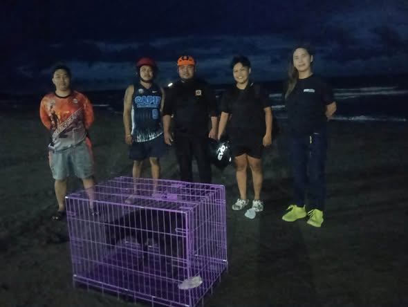 a small white dog sitting on a pink background