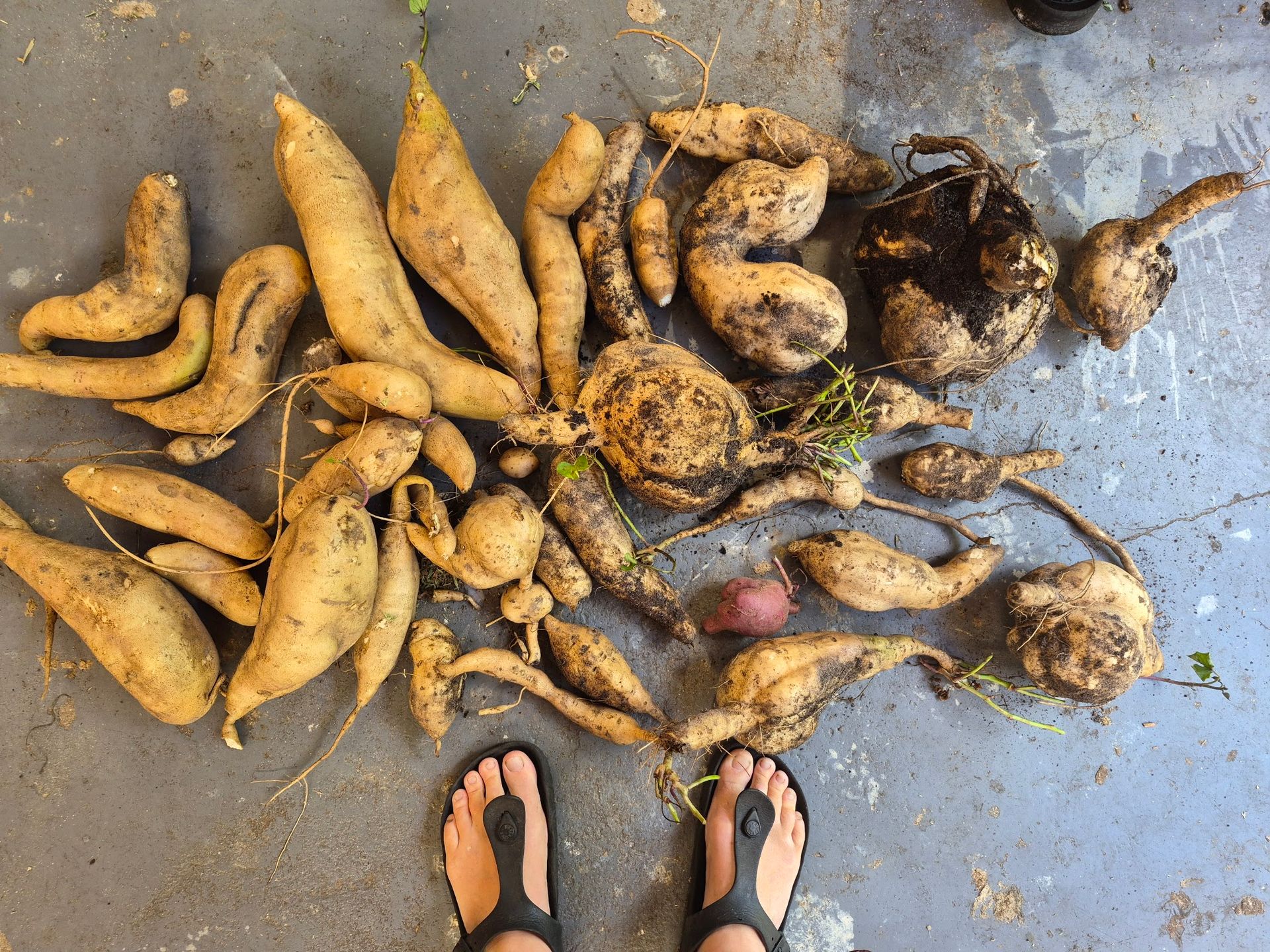 Plant when the world is falling apart (and: how to plant in early autumn)