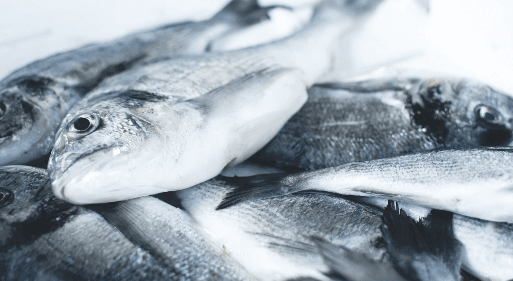 A close-up view of several fish piled together, showcasing their scales and distinctive shapes.