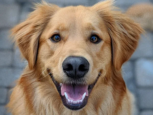 Close up of a Golden Retriever with mouth open