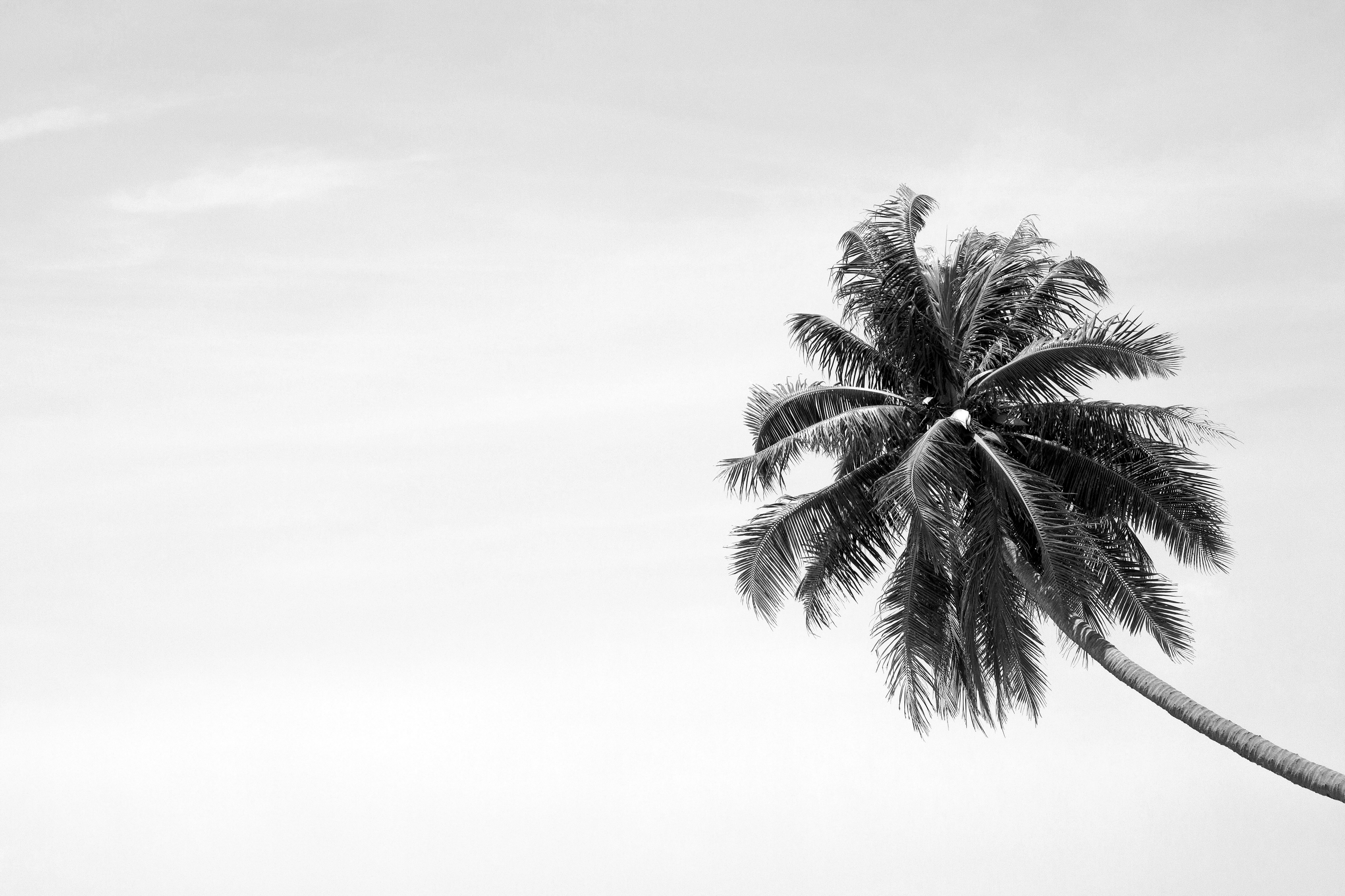 Palm tree swaying in the wind against a grey sky in the South Pacific.