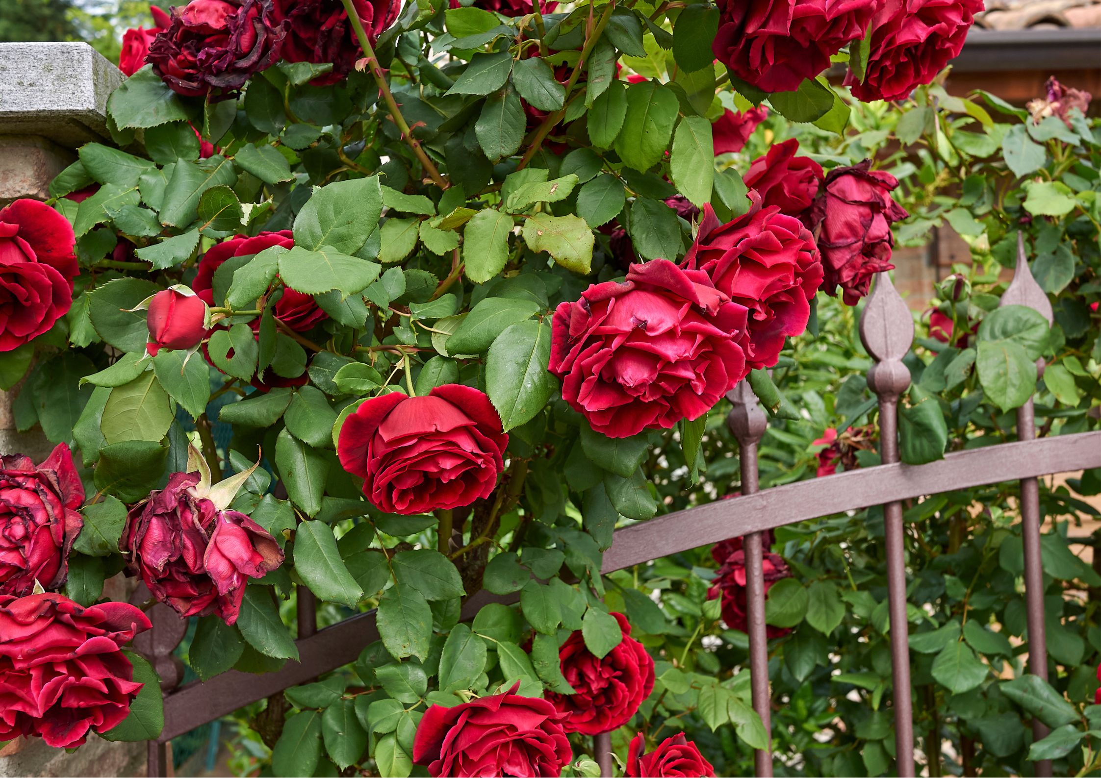 Pruning and care of rose bushes for flowering