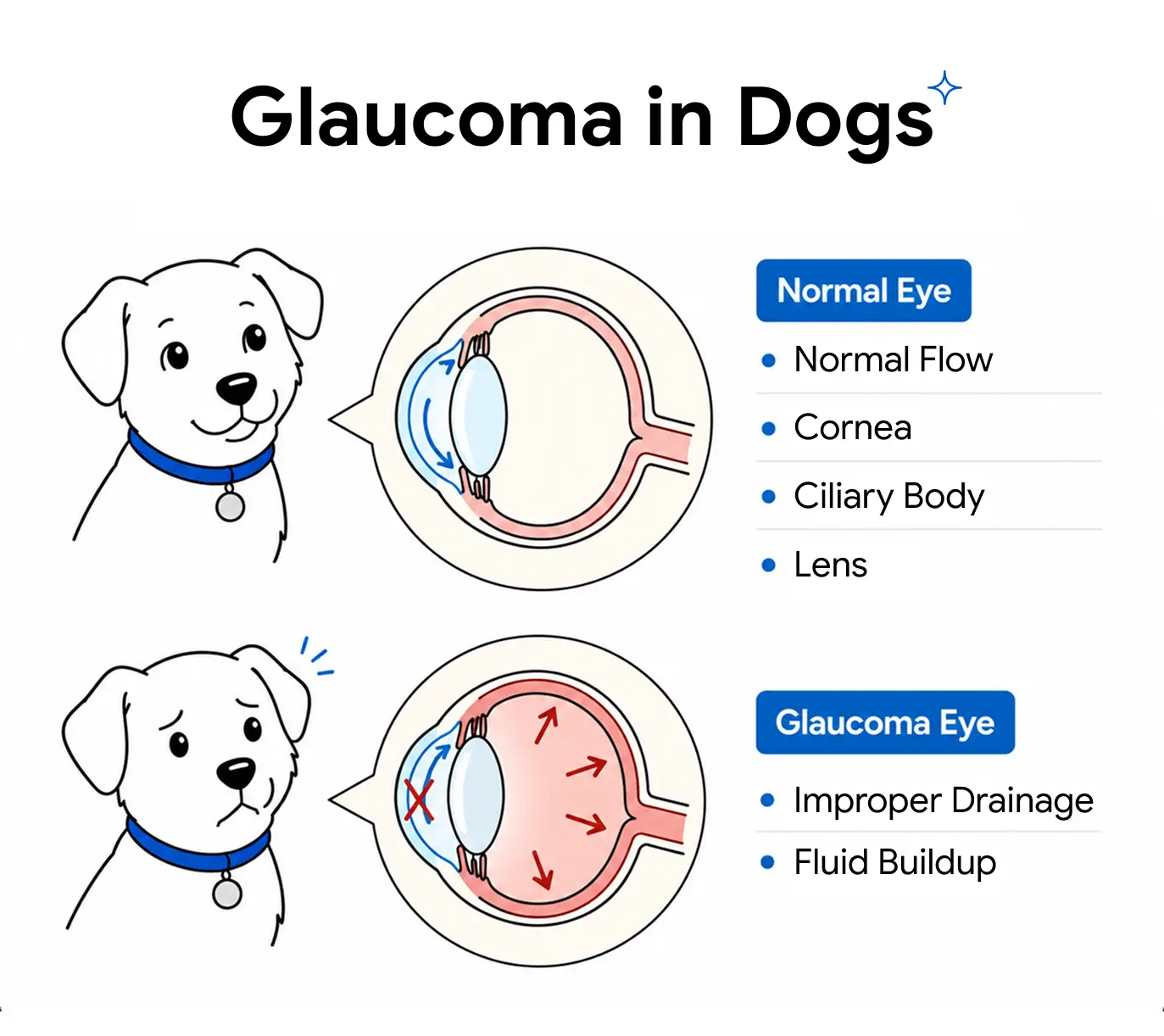 An infographic showing the difference between a normal eye and an eye with glaucoma in dogs.