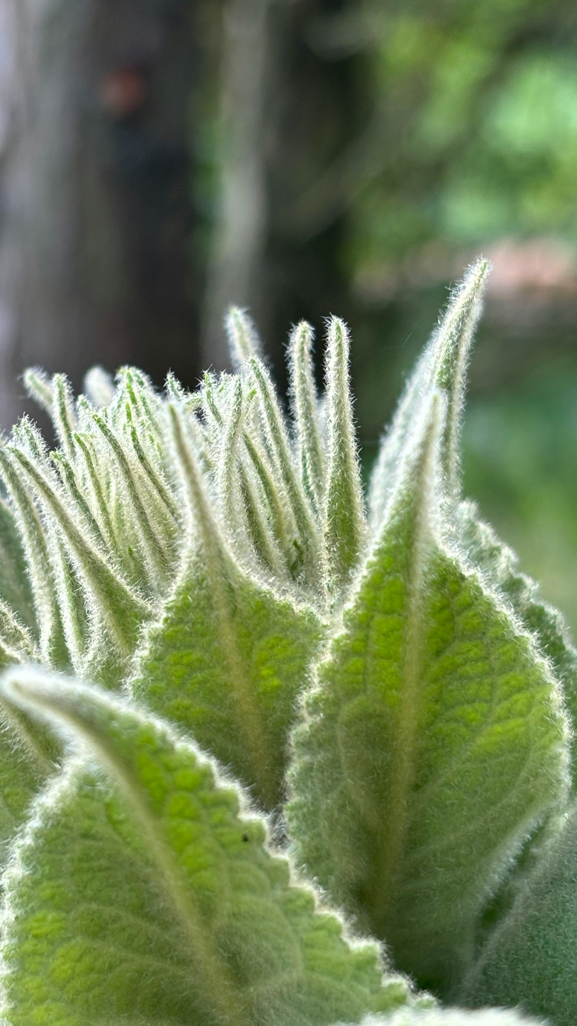 Close-up view of lush green leaves.