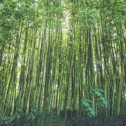 茂密的竹林中，高高的绿色竹竿和茂盛的树叶层，阳光透过树冠洒下。