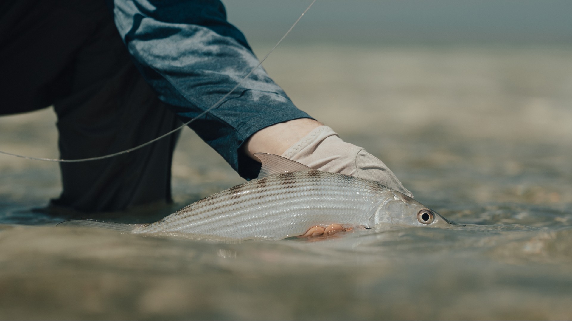 Angler lifting a bonefish out of the water on a shallow flat