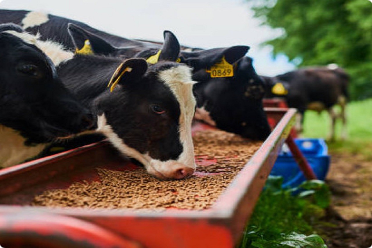 Nutritious buffalo feed for improved milk yield