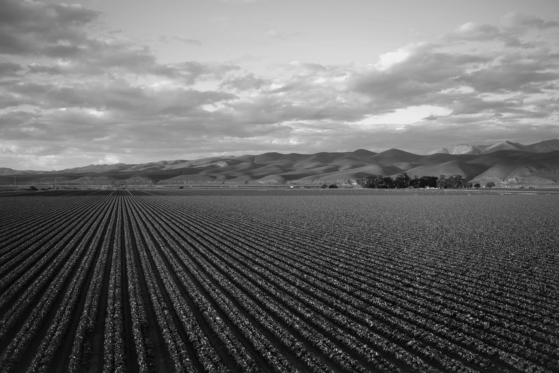 Wide agricultural field with neat crop rows stretching toward distant hills under a cloudy sky.
