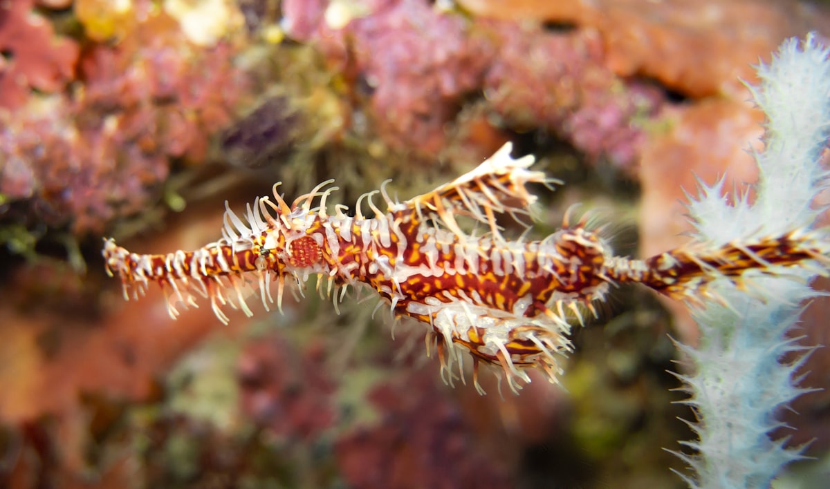 Ornate ghost pipefish camouflaged among coral and sponges
